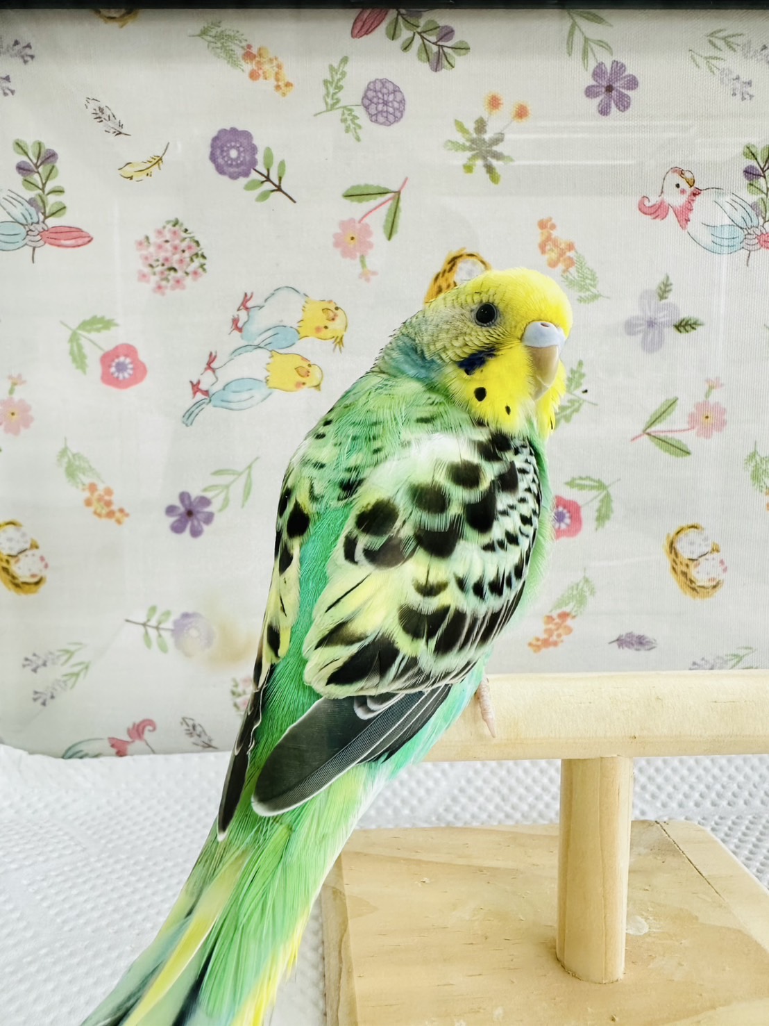 鳥の画像