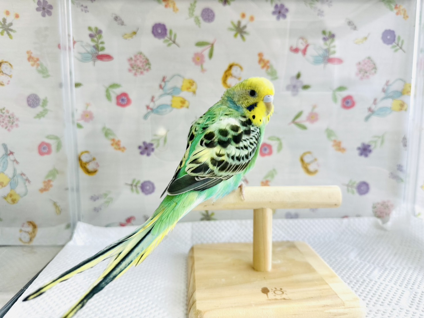 鳥の画像