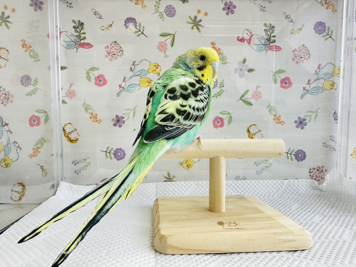 鳥の画像