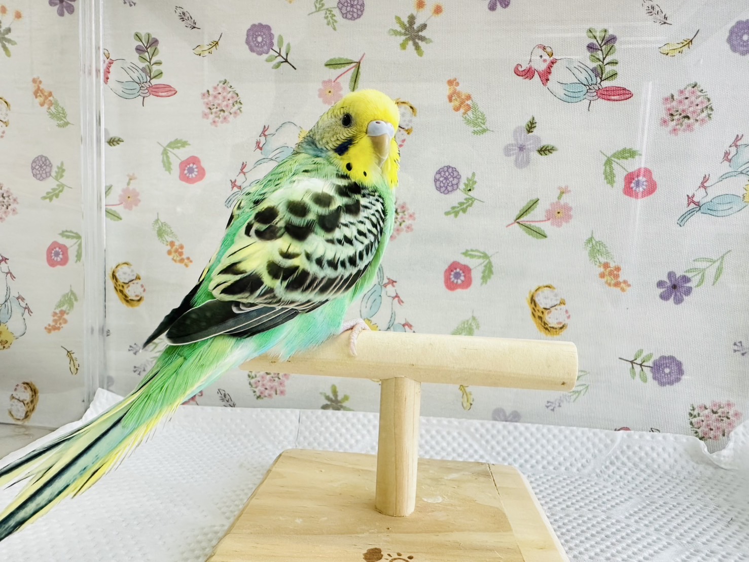 鳥の画像