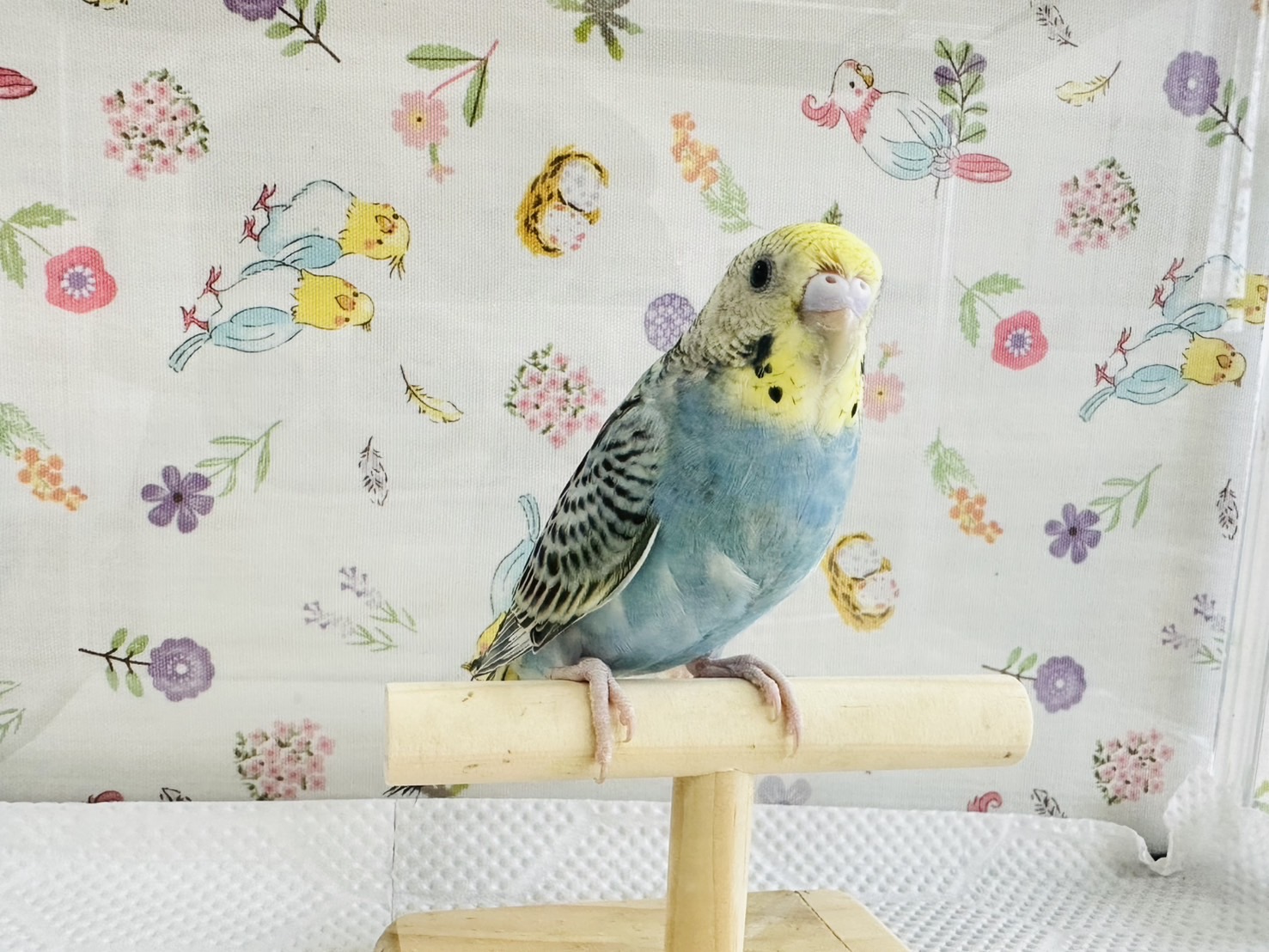 鳥の画像