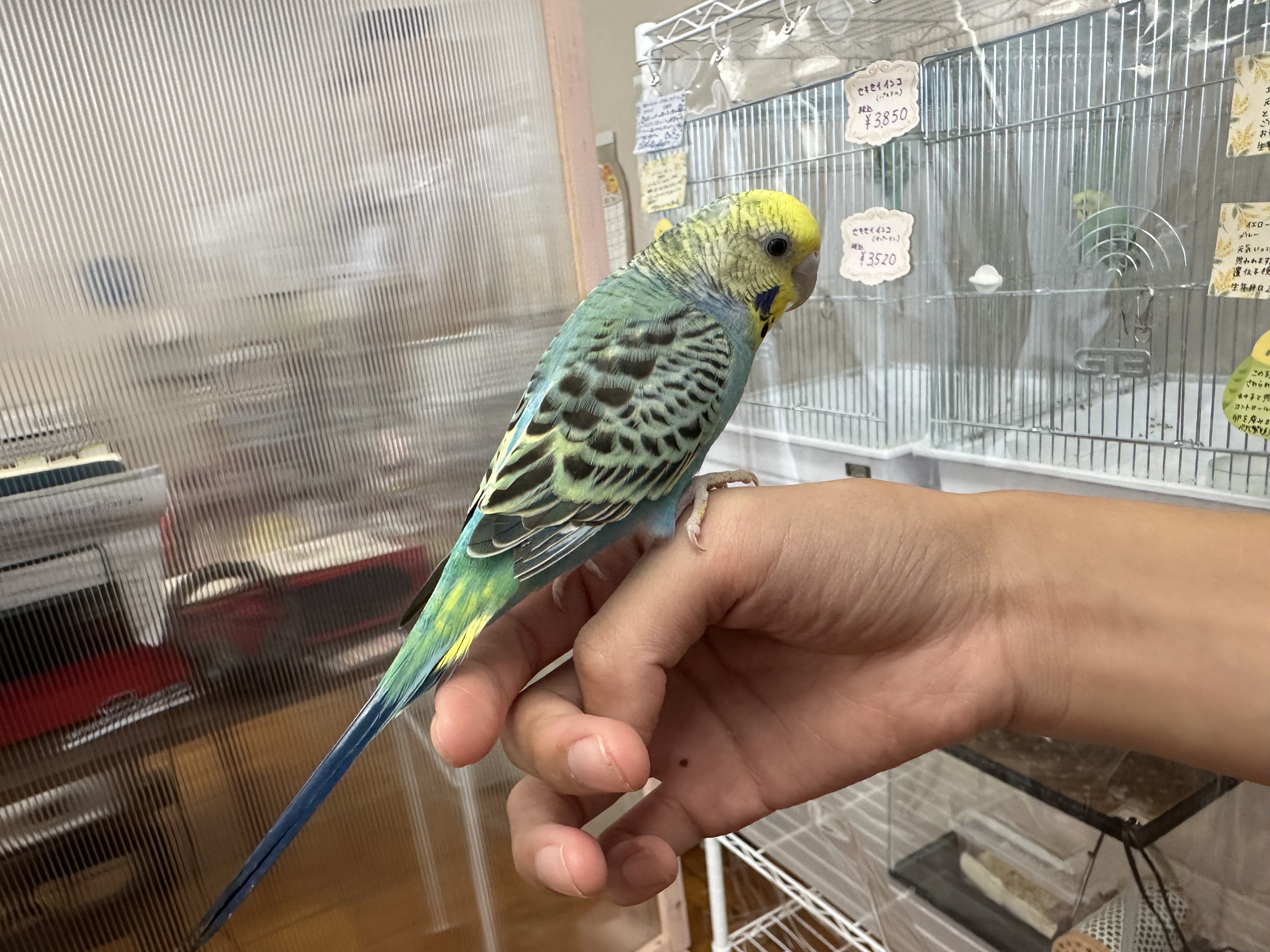 鳥の画像