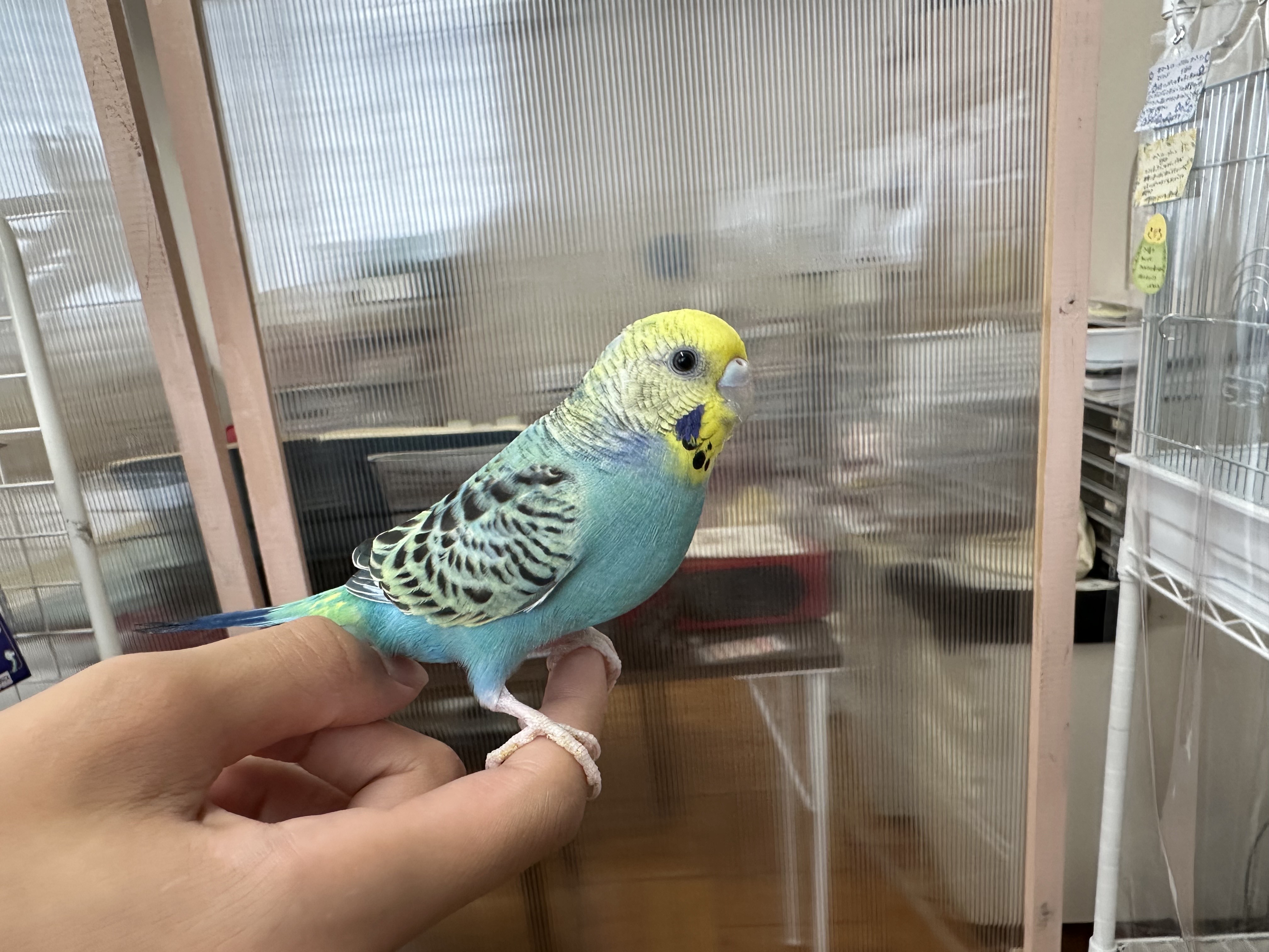 鳥の画像