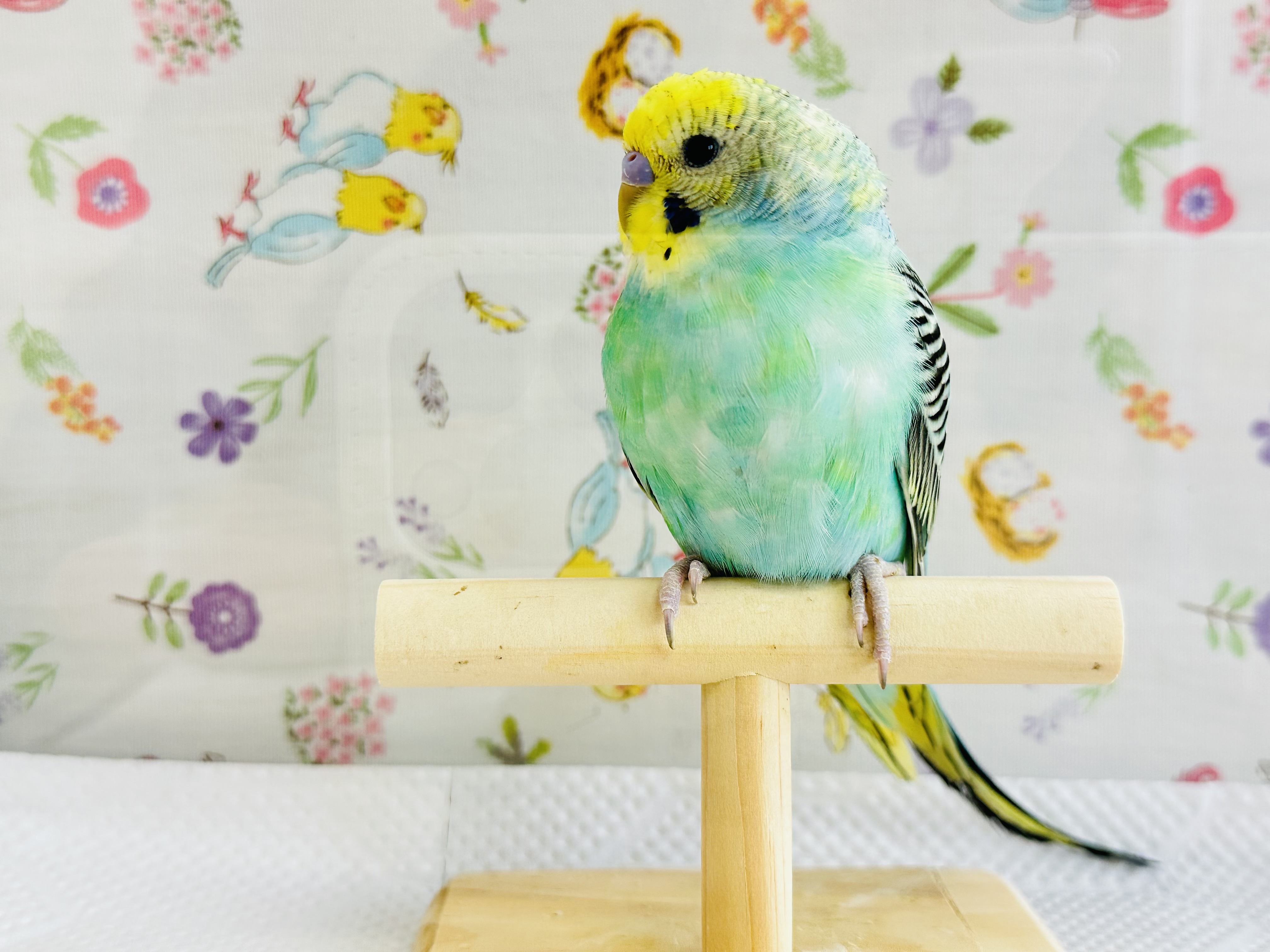 鳥の画像