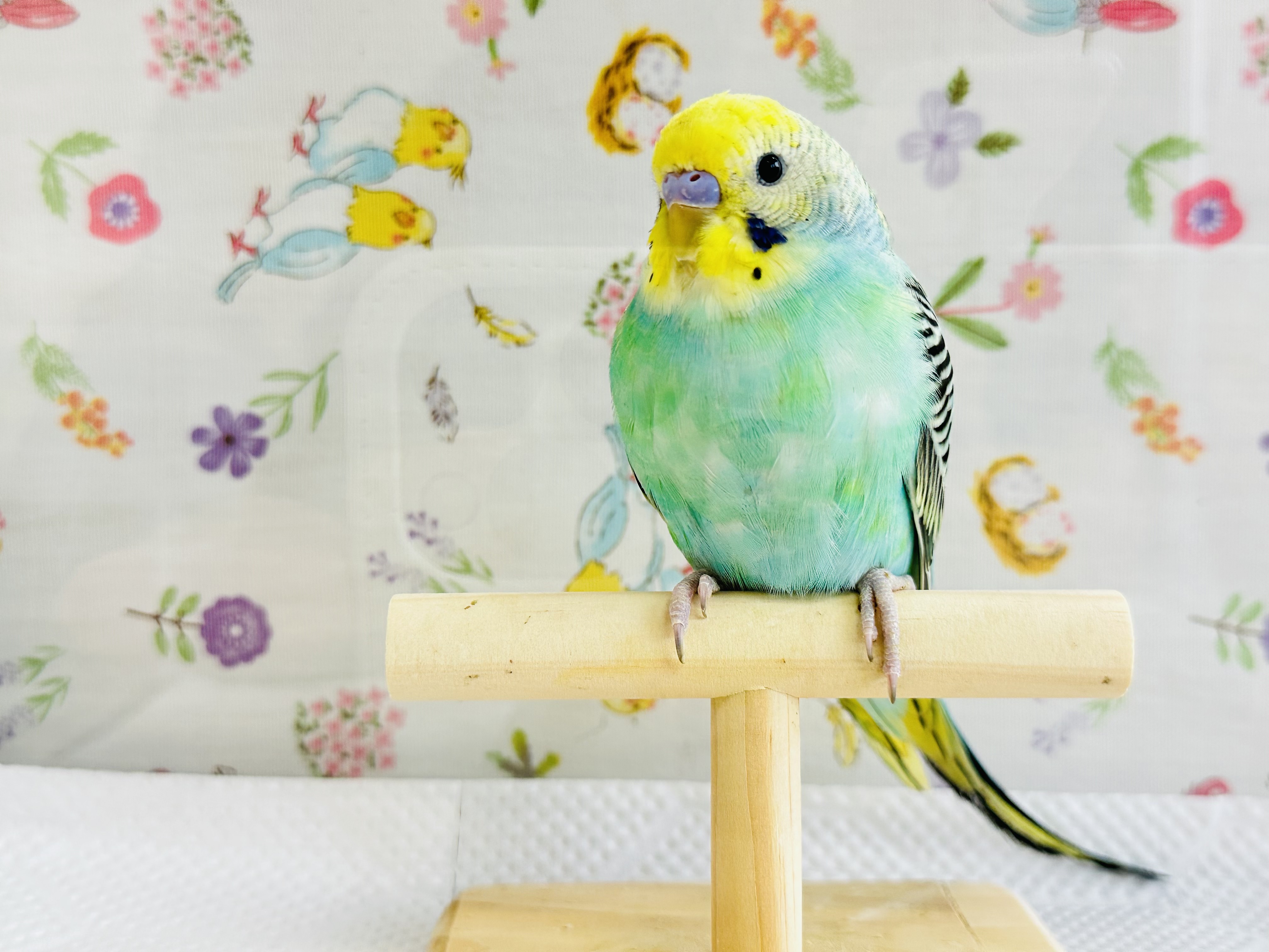 鳥の画像