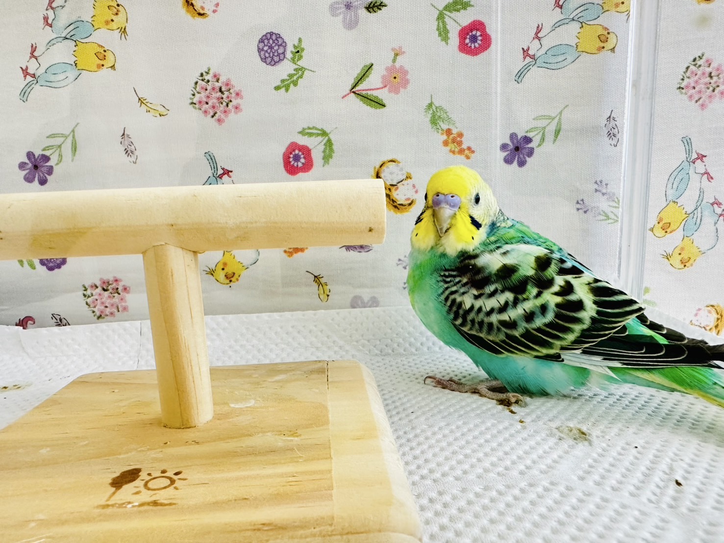 鳥の画像
