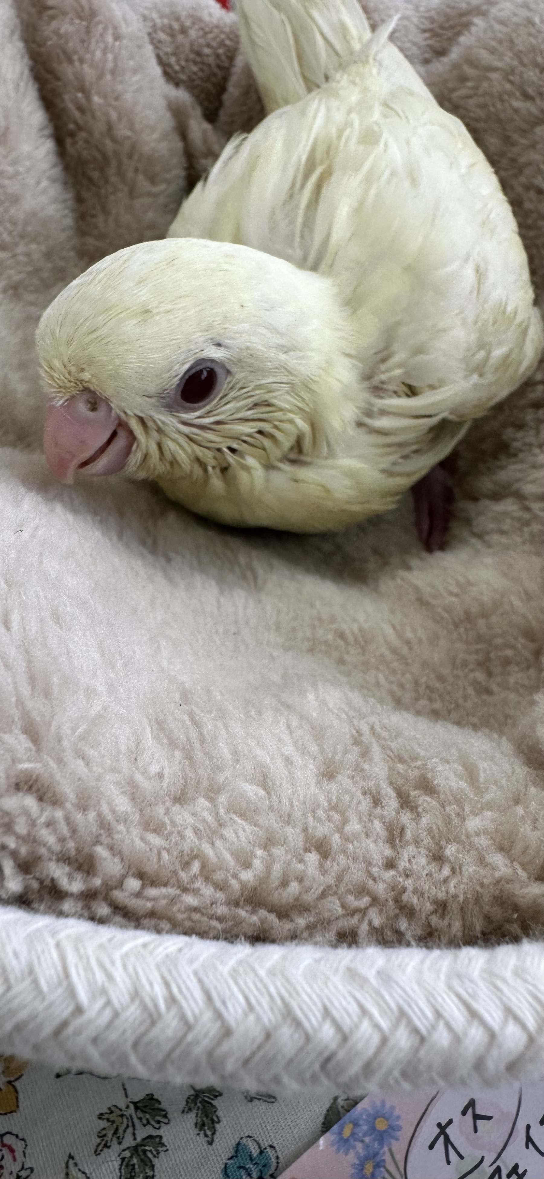 ヨウム　シルバー文鳥　サザナミインコ　　クリーム　グリーン濃・淡 ヨウム シルバー文鳥 サザナミインコ クリーム グリーン濃・淡