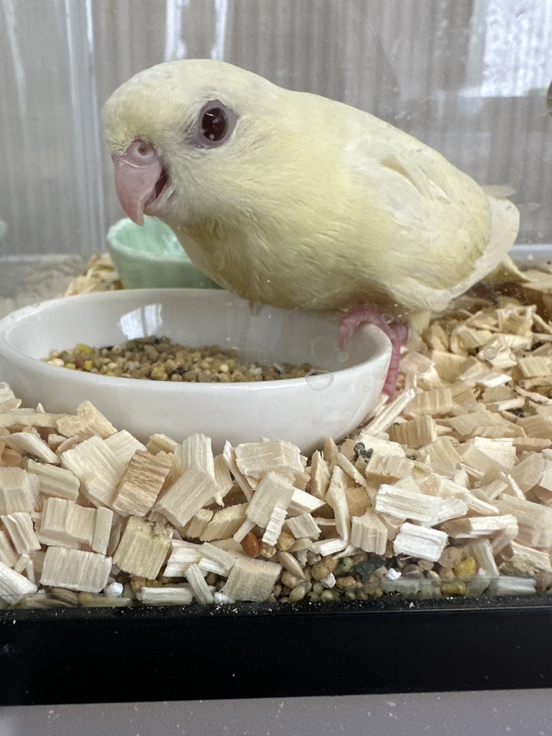 鳥専門ペットショップ 小鳥屋オリーブ サザナミインコ クリームイノ