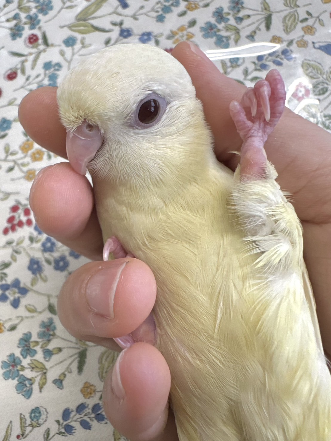 鳥専門ペットショップ 小鳥屋オリーブ サザナミインコ クリームイノ