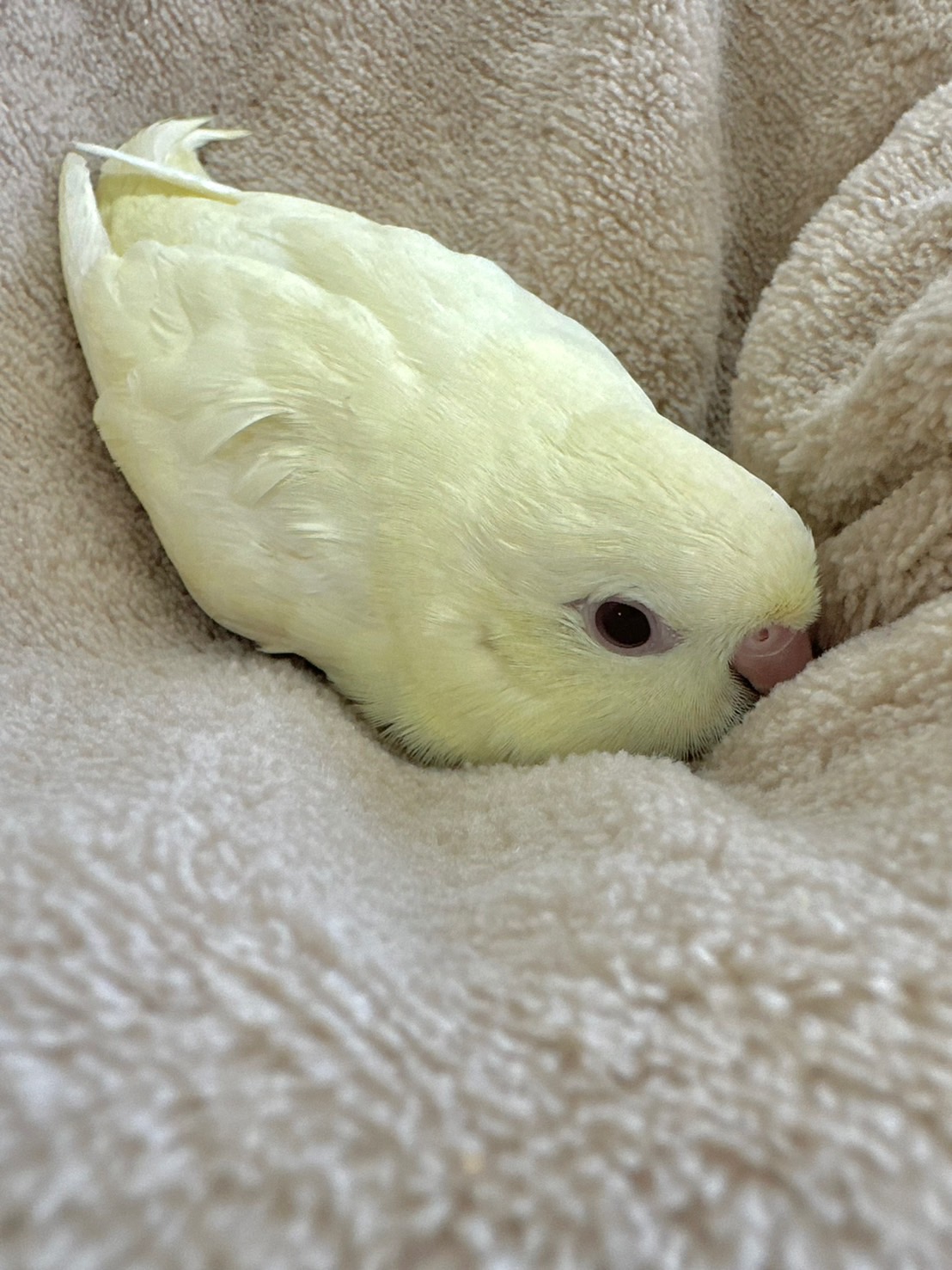 ヨウム　シルバー文鳥　サザナミインコ　　クリーム　グリーン濃・淡 ヨウム シルバー文鳥 サザナミインコ クリーム グリーン濃・淡