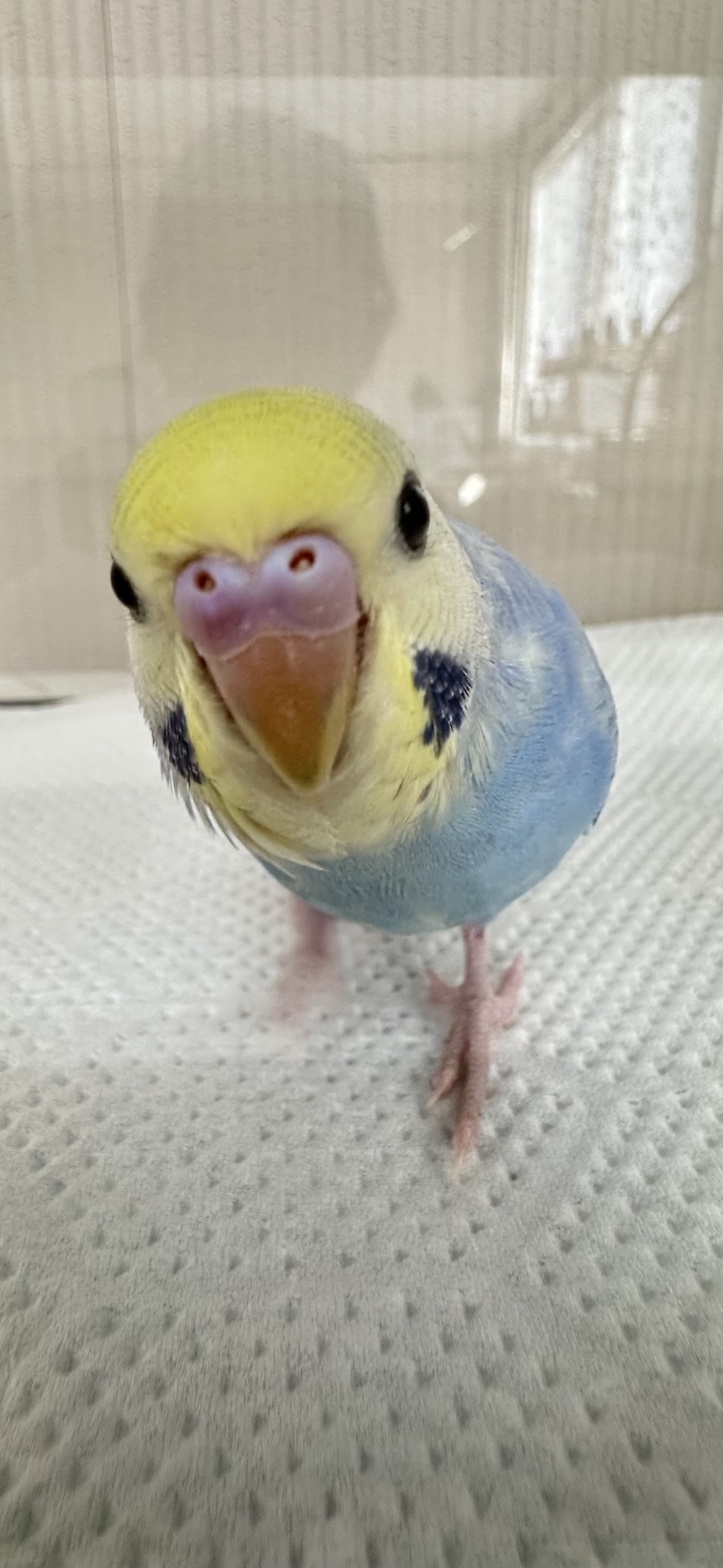 鳥の画像