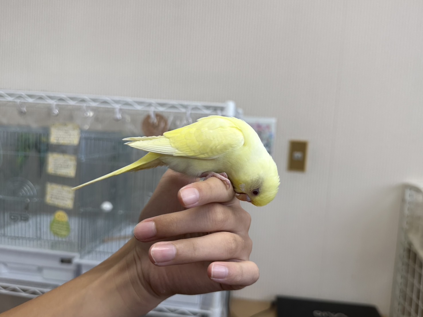 鳥の画像