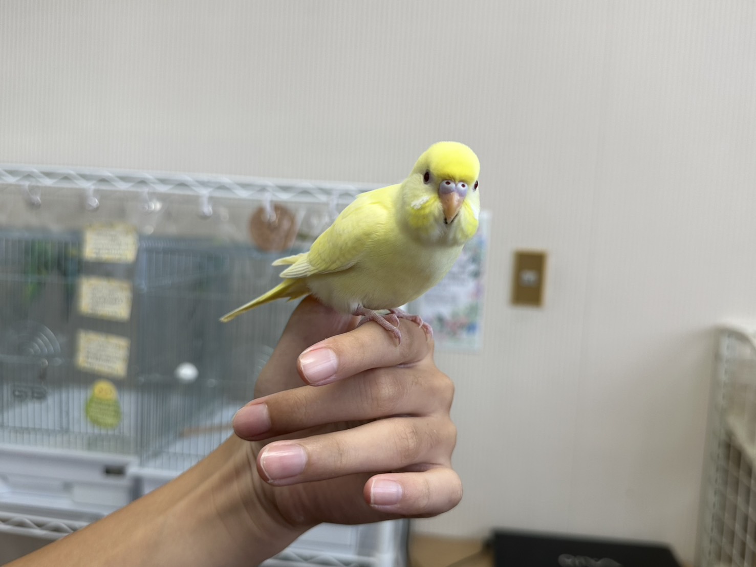 鳥の画像