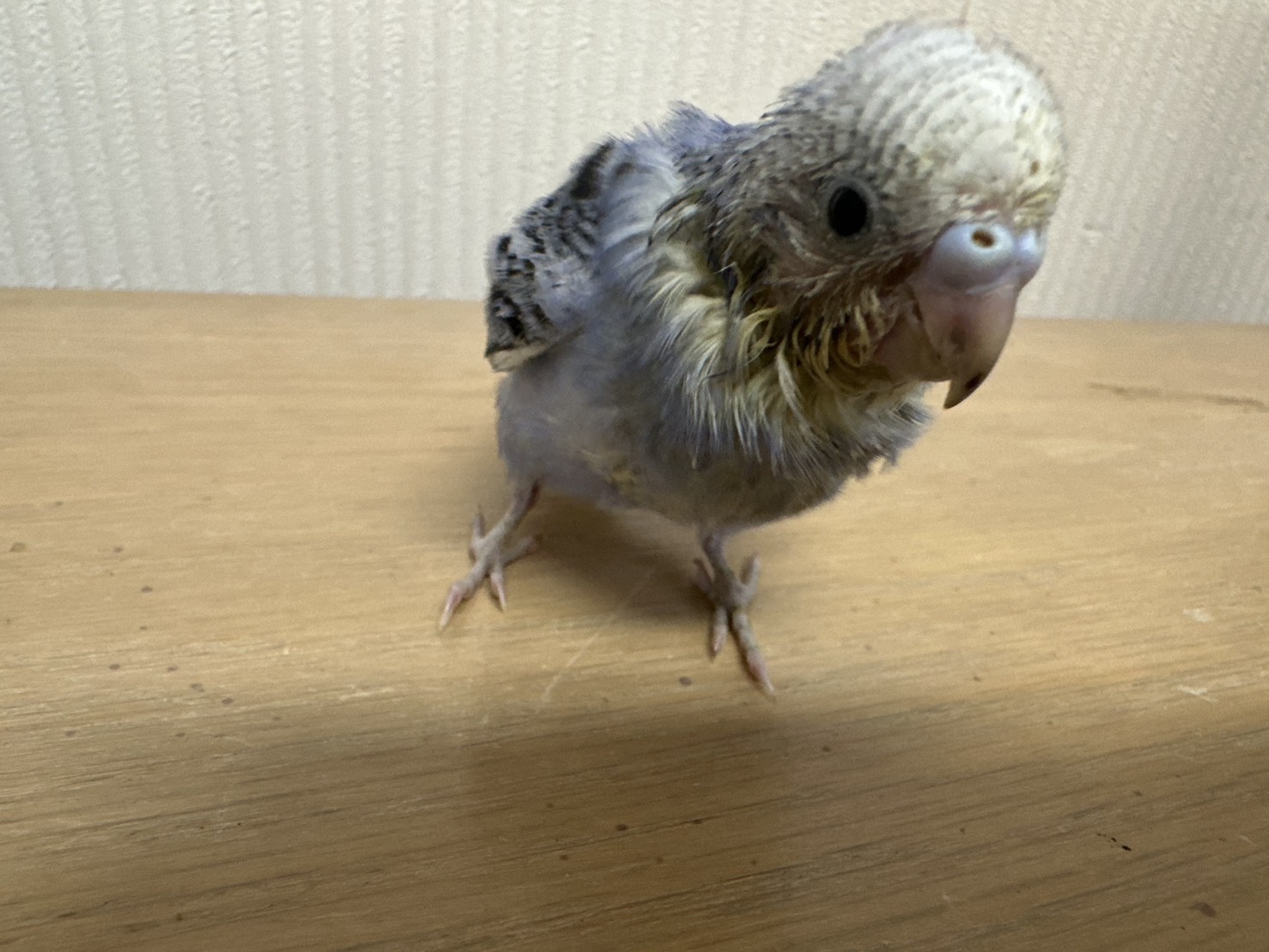 鳥の画像