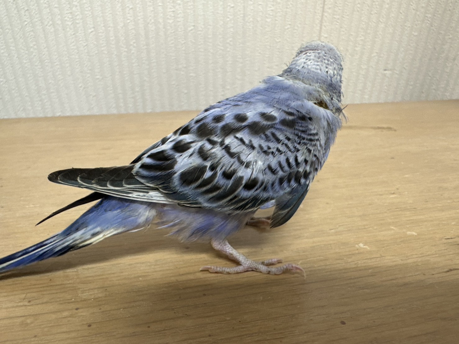 鳥の画像