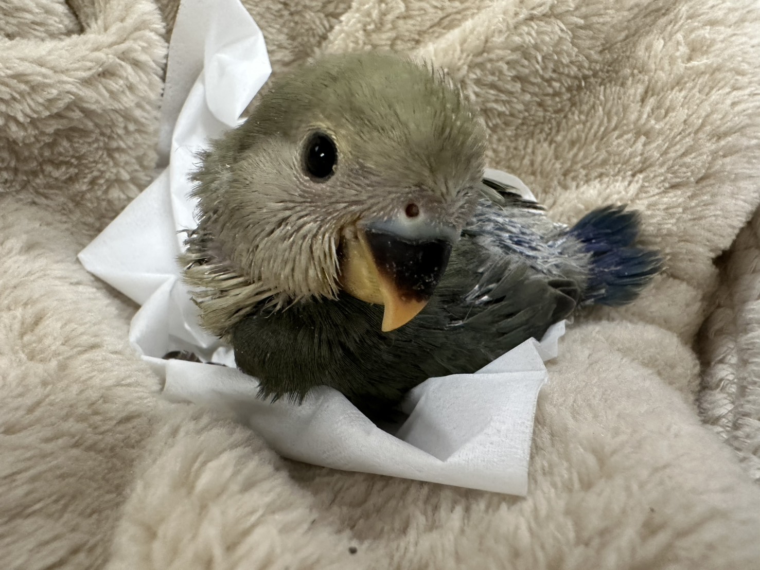 鳥の画像