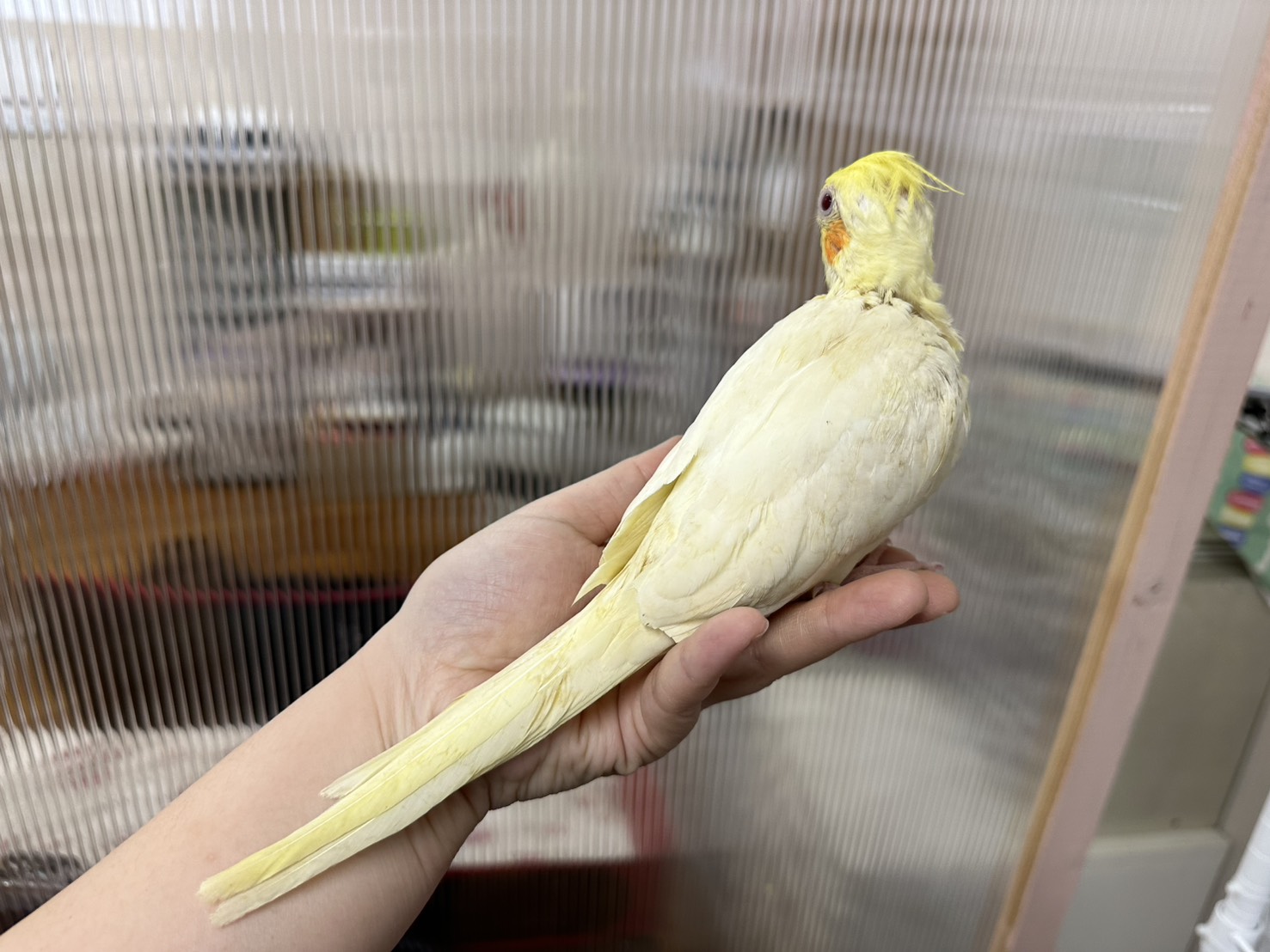 鳥の画像