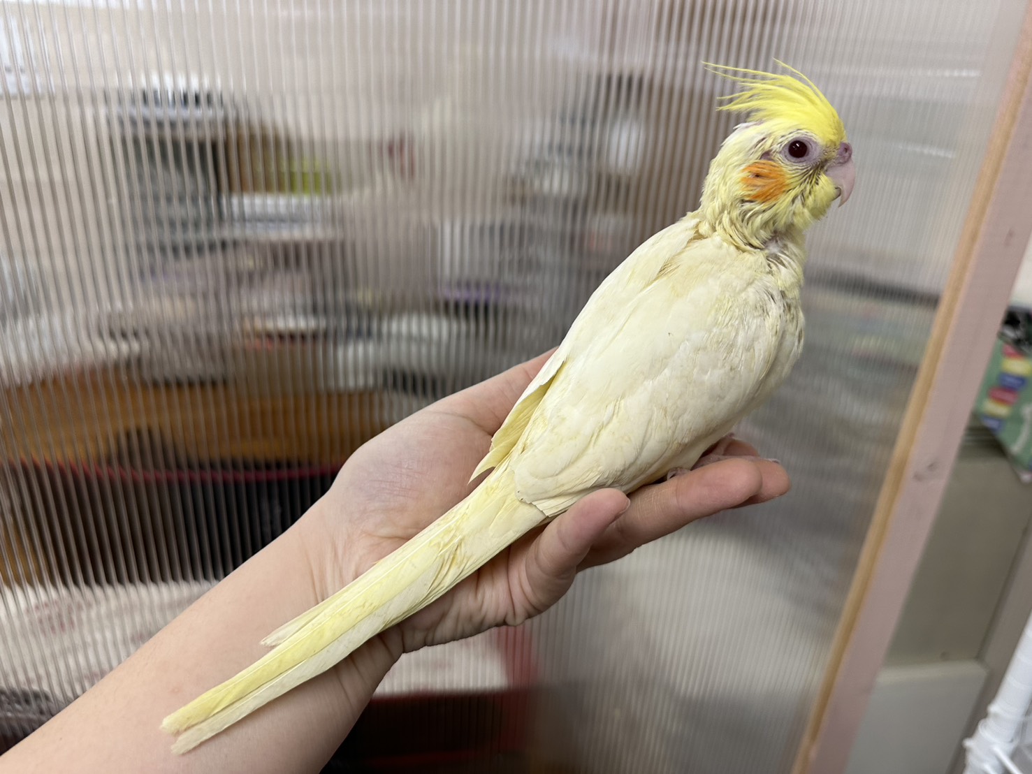 鳥の画像